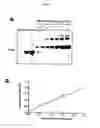 Fig. 26 - p53 activating peptides