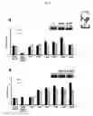 Fig. 30 - p53 activating peptides