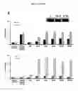Fig. 32 - p53 activating peptides