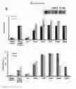 Fig. 33 - p53 activating peptides