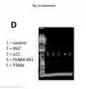Fig. 43 - p53 activating peptides