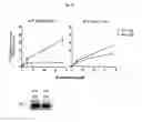 Fig. 47 - p53 activating peptides