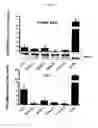 Fig. 51 - p53 activating peptides
