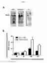 Fig. 59 - p53 activating peptides