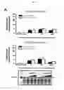 Fig. 65 - p53 activating peptides
