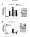 Fig. 66 - p53 activating peptides