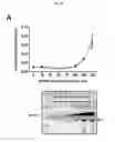 Fig. 70 - p53 activating peptides