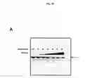 Fig. 80 - p53 activating peptides