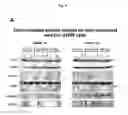 Fig. 82 - p53 activating peptides