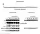 Fig. 83 - p53 activating peptides