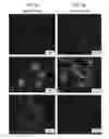 Fig. 17 - Transcription factor-based generation of pacemaker cells and methods of using same