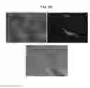 Fig. 29 - Transcription factor-based generation of pacemaker cells and methods of using same