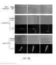 Fig. 30 - Transcription factor-based generation of pacemaker cells and methods of using same