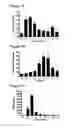 Fig. 02 - THERAPEUTIC METHOD