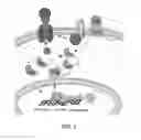 Fig. 02 - Methods of treating vestibular schwannoma and reducing hearing or neurite loss caused by vestibular schwannoma
