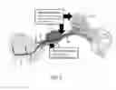 Fig. 03 - Methods of treating vestibular schwannoma and reducing hearing or neurite loss caused by vestibular schwannoma