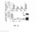 Fig. 12 - Methods of treating vestibular schwannoma and reducing hearing or neurite loss caused by vestibular schwannoma
