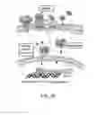 Fig. 27 - Methods of treating vestibular schwannoma and reducing hearing or neurite loss caused by vestibular schwannoma