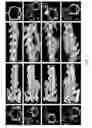 Fig. 04 - Methods and compositions for bone formation