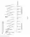 Fig. 12 - IL-15R ALPHA FORMS, CELLS EXPRESSING IL-15R ALPHA FORMS, AND THERAPEUTIC USES OF IL-15R ALPHA AND IL-15/IL-15R ALPHA COMPLEXES