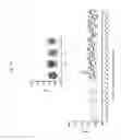 Fig. 26 - IL-15R ALPHA FORMS, CELLS EXPRESSING IL-15R ALPHA FORMS, AND THERAPEUTIC USES OF IL-15R ALPHA AND IL-15/IL-15R ALPHA COMPLEXES