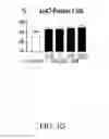 Fig. 07 - INSULIN RECEPTOR INDUCED ELASTIN PRODUCTION