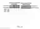 Fig. 08 - INSULIN RECEPTOR INDUCED ELASTIN PRODUCTION