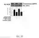 Fig. 09 - INSULIN RECEPTOR INDUCED ELASTIN PRODUCTION