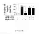 Fig. 14 - INSULIN RECEPTOR INDUCED ELASTIN PRODUCTION