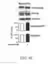 Fig. 19 - INSULIN RECEPTOR INDUCED ELASTIN PRODUCTION
