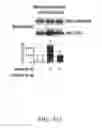 Fig. 20 - INSULIN RECEPTOR INDUCED ELASTIN PRODUCTION