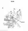Fig. 08 - Compositions and methods for treating pathological calcification and ossification