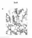 Fig. 14 - Compositions and methods for treating pathological calcification and ossification