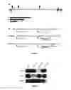 Fig. 02 - Use of a genetically modified infectious measles virus with enhanced pro-apoptotic properties (MV-deltaC virus) in cancer therapy