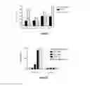 Fig. 06 - Use of a genetically modified infectious measles virus with enhanced pro-apoptotic properties (MV-deltaC virus) in cancer therapy