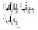 Fig. 14 - Use of a genetically modified infectious measles virus with enhanced pro-apoptotic properties (MV-deltaC virus) in cancer therapy