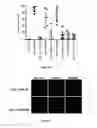 Fig. 19 - Use of a genetically modified infectious measles virus with enhanced pro-apoptotic properties (MV-deltaC virus) in cancer therapy
