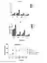 Fig. 29 - Use of a genetically modified infectious measles virus with enhanced pro-apoptotic properties (MV-deltaC virus) in cancer therapy