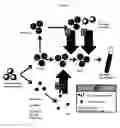 Fig. 02 - Generation of broadly-specific, virus-immune cells targeting multiple HIV antigens for preventive and therapeutic use
