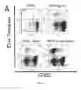 Fig. 06 - Viral Vaccine Vectors