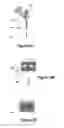 Fig. 04 - Methods for local drug delivery by microinjection array