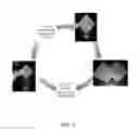 Fig. 06 - LONG FIBER THERMOPLASTIC HELMET INSERTS AND HELMETS AND METHODS OF MAKING EACH