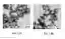 Fig. 13 - Manganese oxide compositions and their use as electrodes for aqueous phase energy storage devices