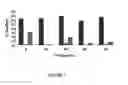 Fig. 09 - Androgen receptor down-regulating agents and uses thereof