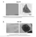 Fig. 01 - Method for inducing tailored pluripotent stem cells using extract of plant stem cells or plant dedifferentiated stem cells, and pluripotent stem cells produced by means of the method