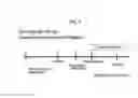 Fig. 02 - Method for inducing tailored pluripotent stem cells using extract of plant stem cells or plant dedifferentiated stem cells, and pluripotent stem cells produced by means of the method