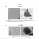 Fig. 07 - Method for inducing tailored pluripotent stem cells using extract of plant stem cells or plant dedifferentiated stem cells, and pluripotent stem cells produced by means of the method