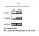 Fig. 08 - Method for inducing tailored pluripotent stem cells using extract of plant stem cells or plant dedifferentiated stem cells, and pluripotent stem cells produced by means of the method
