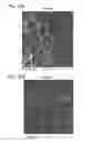 Fig. 40 - In vitro model for pathological or physiologic conditions