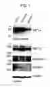 Fig. 02 - METHOD OF DETECTING C-MET GENE AMPLIFICATION CELL